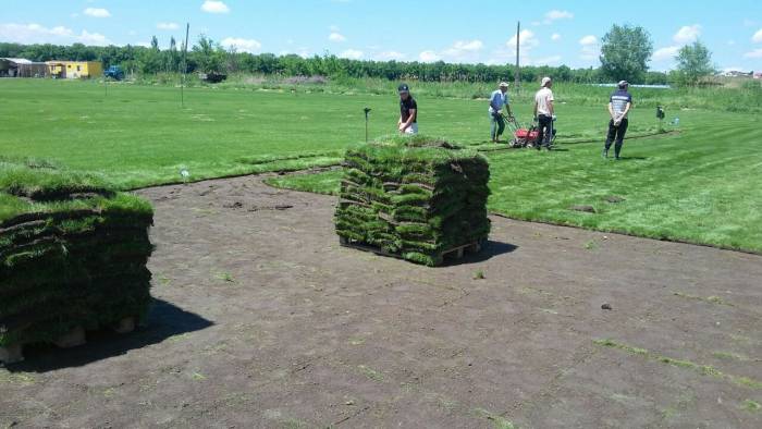 укладка газона, фотография 1