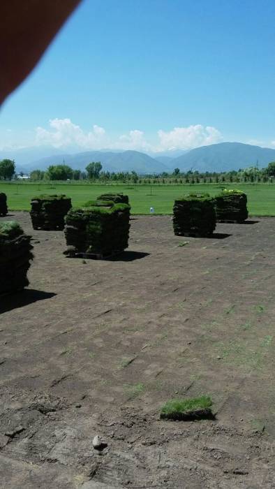 укладка газона, фотография 4