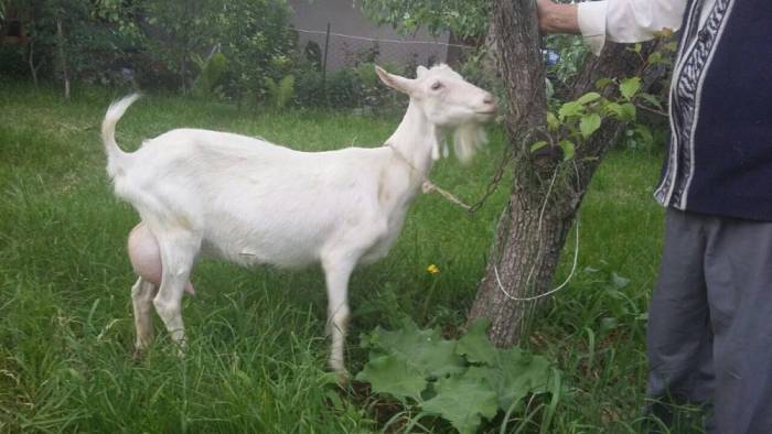 Продам козье молоко оптом и в розницу, фотография 2