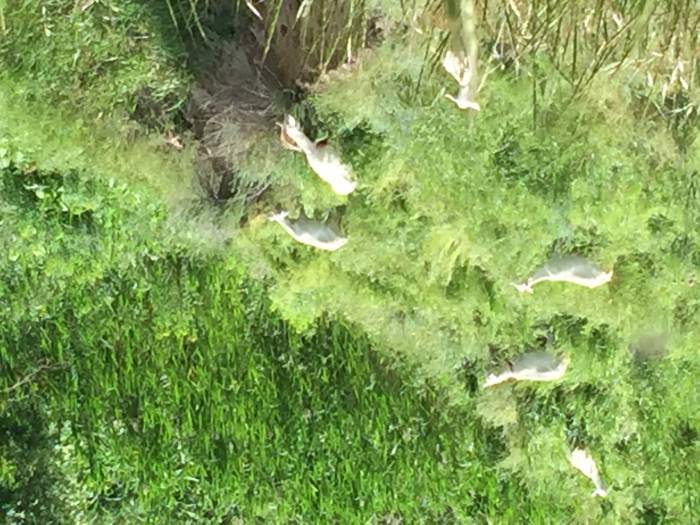 Продам козье молоко оптом и в розницу, фотография 3