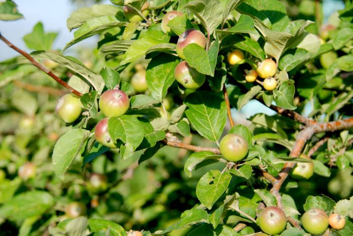 Спешите, горячие путевки для детей, летний лагерь «Тан Нуры»! , фотография 3