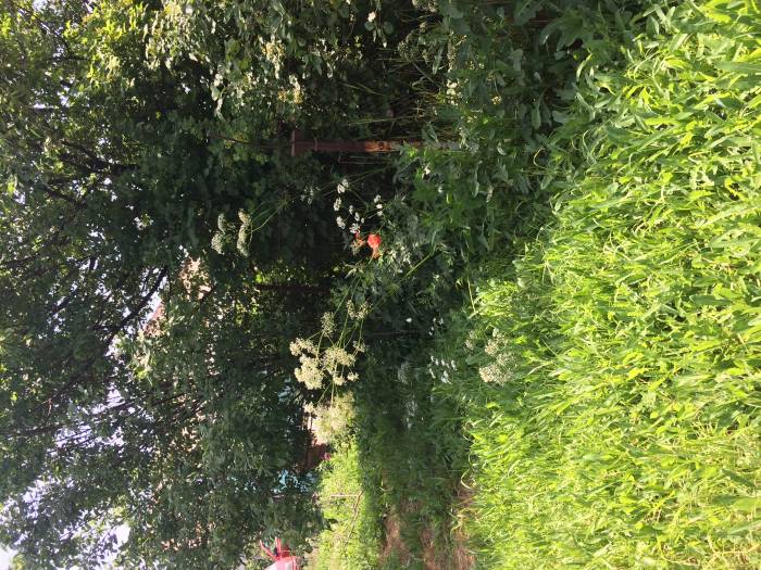 Продам дачу(о цене можно договориться), Байсерке,Садовая 96, фотография 4