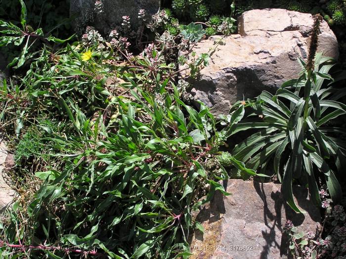 Все виды ландшафтных работ. Озеленение., фотография 1