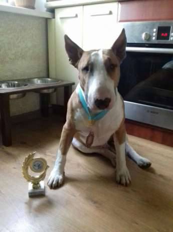 Щенок (девочка) бультерьера, фотография 2