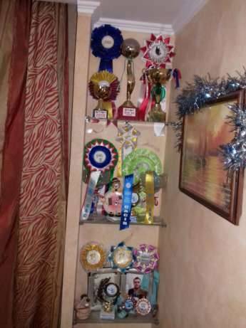 Щенок (девочка) бультерьера, фотография 3