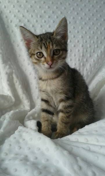 Рыжинка ищет дом!, фотография 1