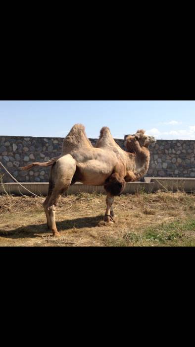 Верблюды, фотография 1