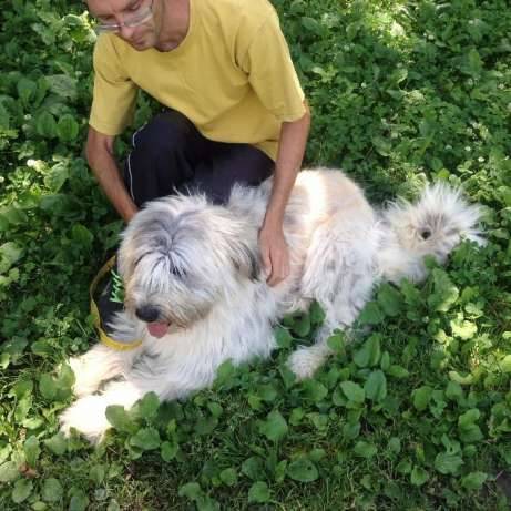 Продам южно-русских овчарок., фотография 1