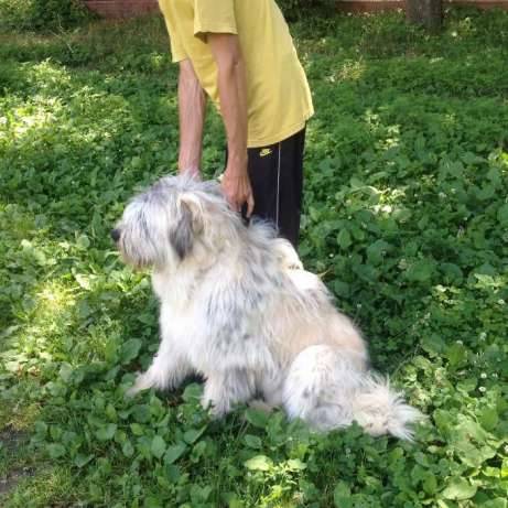 Продам южно-русских овчарок., фотография 2