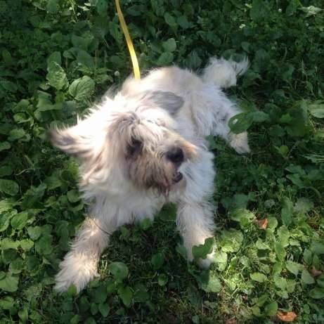 Продам южно-русских овчарок., фотография 3