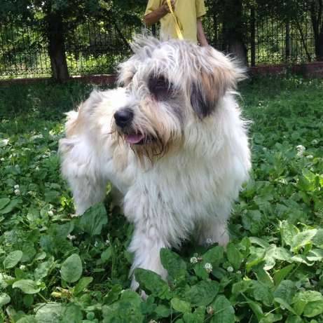 Продам южно-русских овчарок., фотография 6