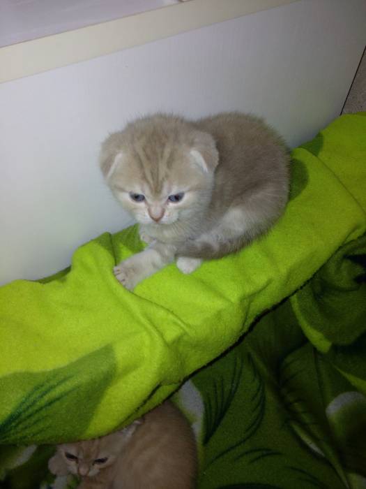 Продаю очаровательных вислоушек., фотография 2