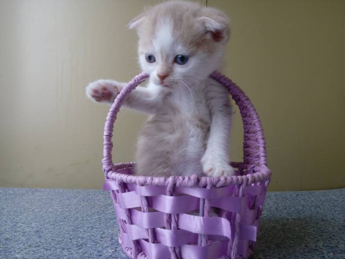 Продаю очаровательных вислоушек., фотография 4