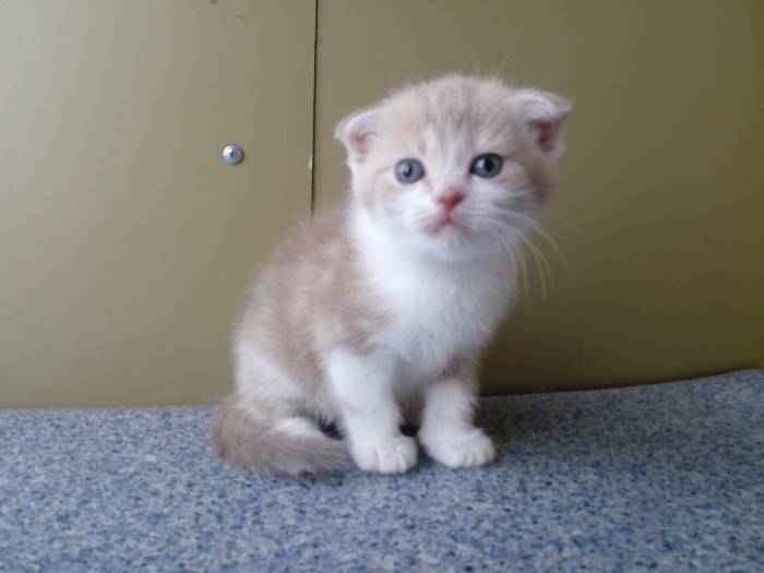 Продаю очаровательных вислоушек., фотография 6