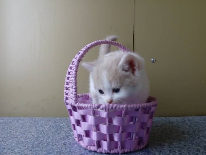 Продаю очаровательных вислоушек., фотография 8