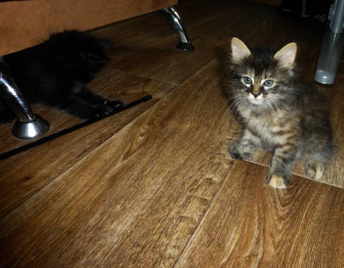 Котята курильского бобтейла, фотография 2