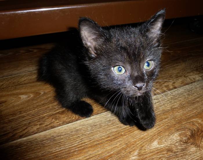 Котята курильского бобтейла, фотография 4