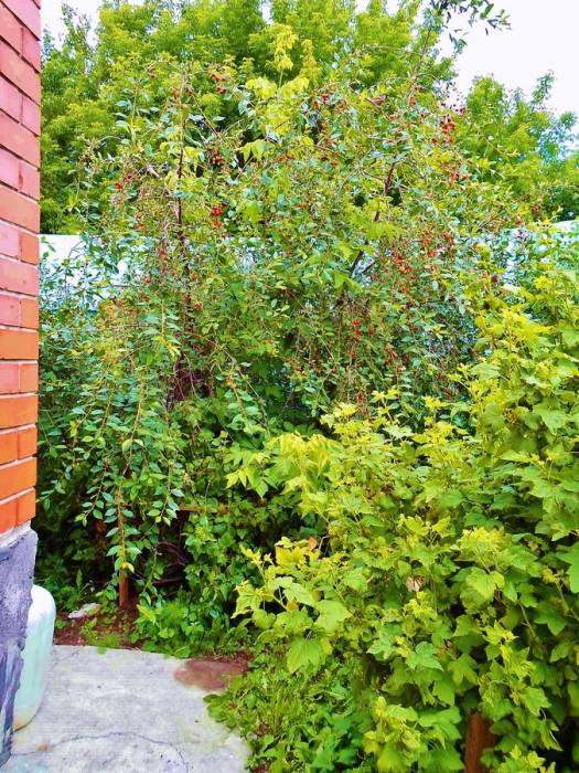 •	Продадим или обменяем два отдельно стоящих, благоустроенных дома, на участке 10 соток., фотография 10