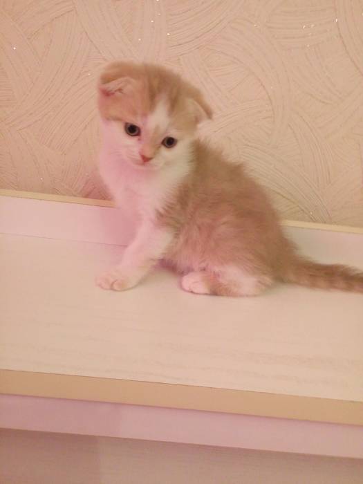 Продаю очаровательных вислоушек., фотография 5