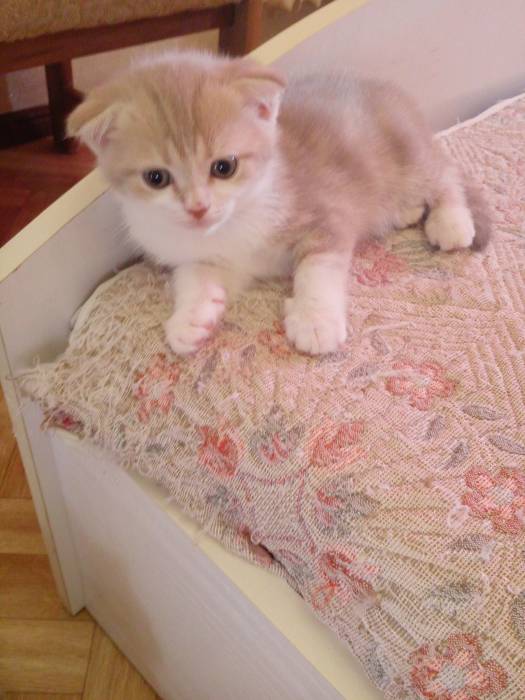 Продаю очаровательных вислоушек., фотография 6