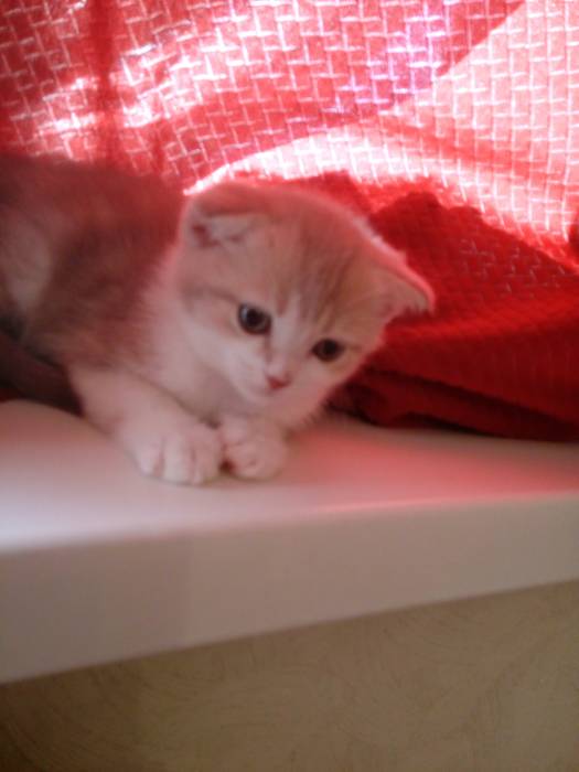 Продаю очаровательных вислоушек., фотография 7