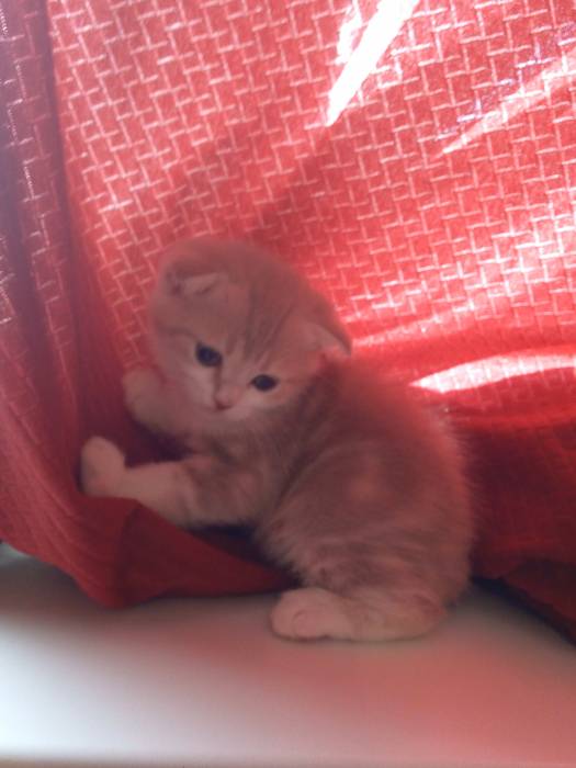 Продаю очаровательных вислоушек., фотография 8