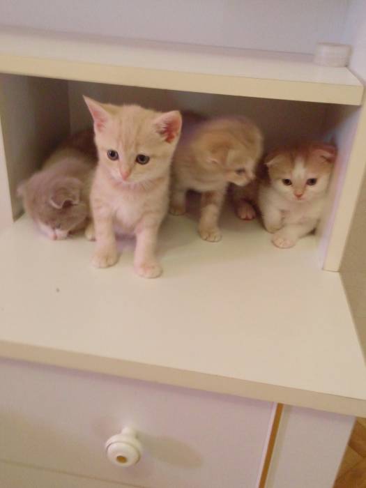 Продаю очаровательных вислоушек., фотография 9