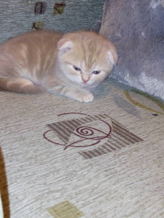 Продаю очаровательных вислоушек., фотография 10