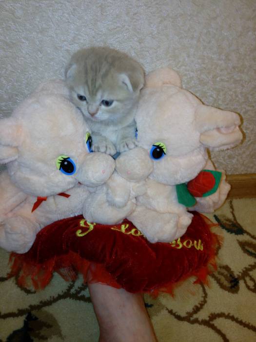 Продаю очаровательных вислоушек., фотография 11