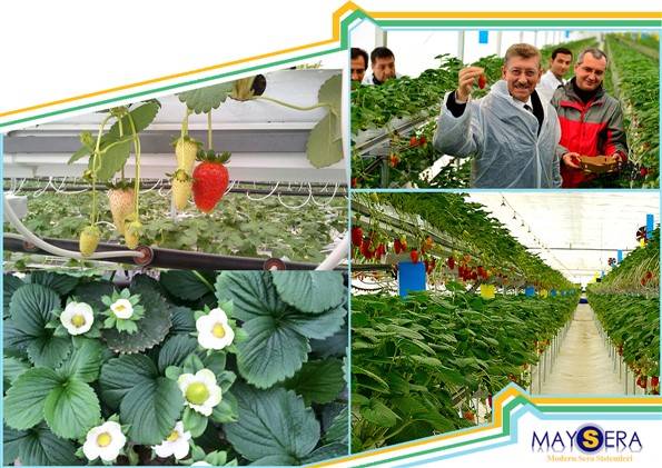 Производство и установка теплиц, фотография 9