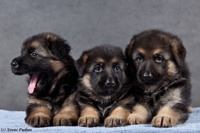Немецкие овчарки с родословной, прививки. Очаровательные умницы., фотография 1
