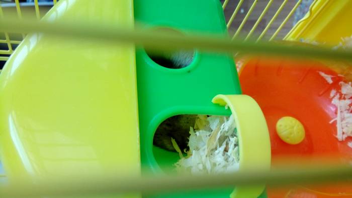 Черепаха с декаритвным хомяком, фотография 3