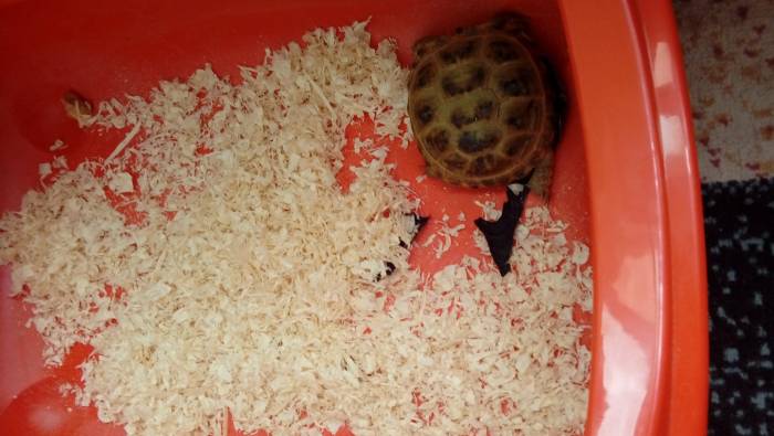 Черепаха с декаритвным хомяком, фотография 4