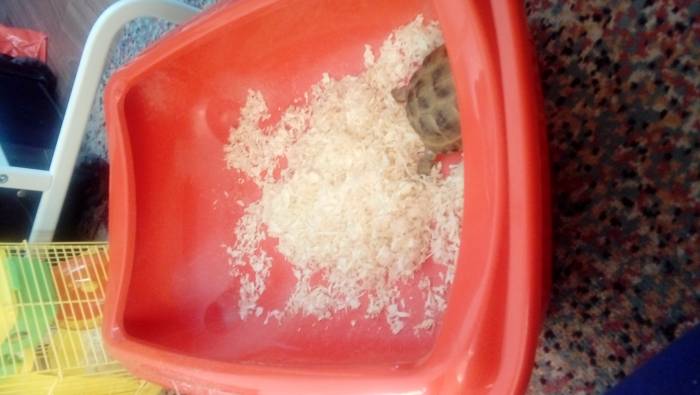 Черепаха с декаритвным хомяком, фотография 5