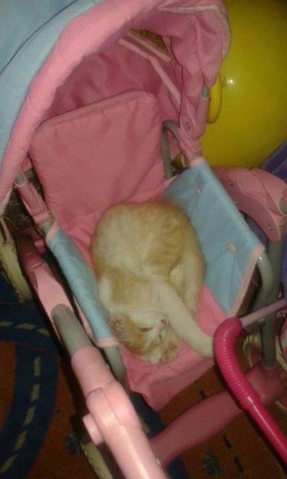 Отдам маленького бандюгана в хорошие руки, фотография 1