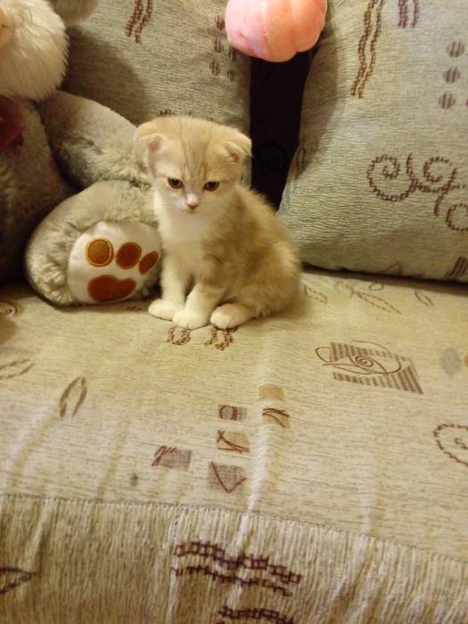 продаю  котят, фотография 2