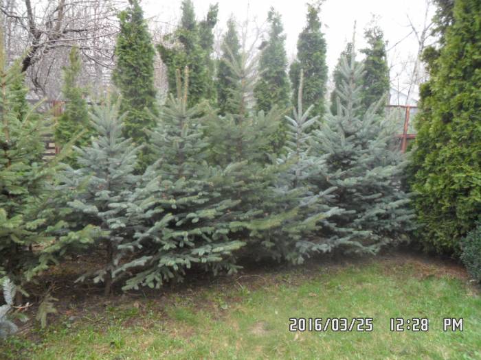 ОПТОВАЯ ПРОДАЖА САЖЕНЦЕВ ДЕРЕВЬЕВ!, фотография 1