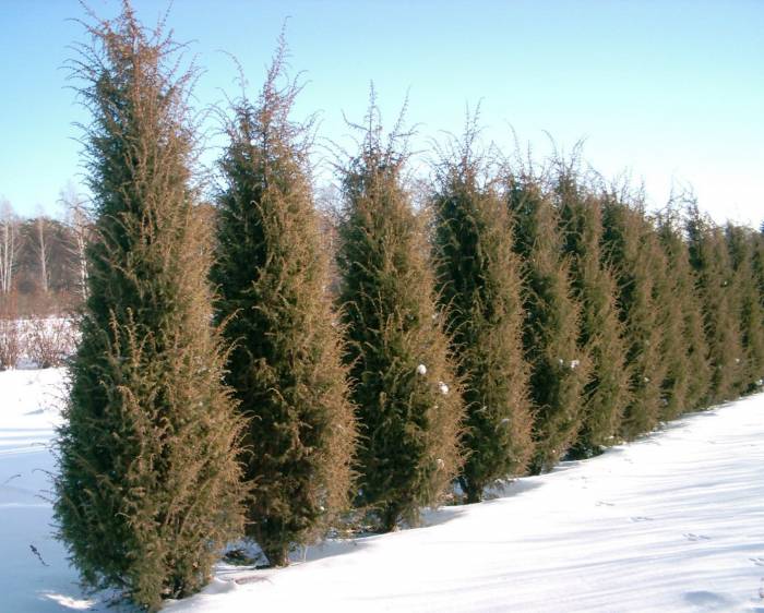 ОПТОВАЯ ПРОДАЖА САЖЕНЦЕВ ДЕРЕВЬЕВ!, фотография 2