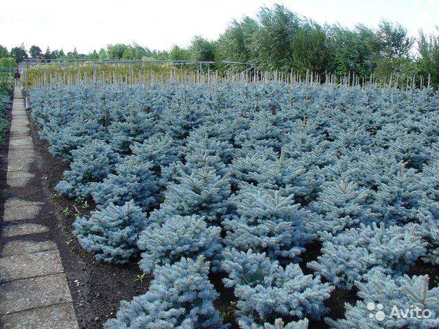 ОПТОВАЯ ПРОДАЖА САЖЕНЦЕВ ДЕРЕВЬЕВ!, фотография 4