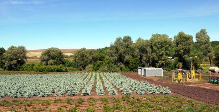 ОПТОВАЯ ПРОДАЖА САЖЕНЦЕВ ДЕРЕВЬЕВ!, фотография 5