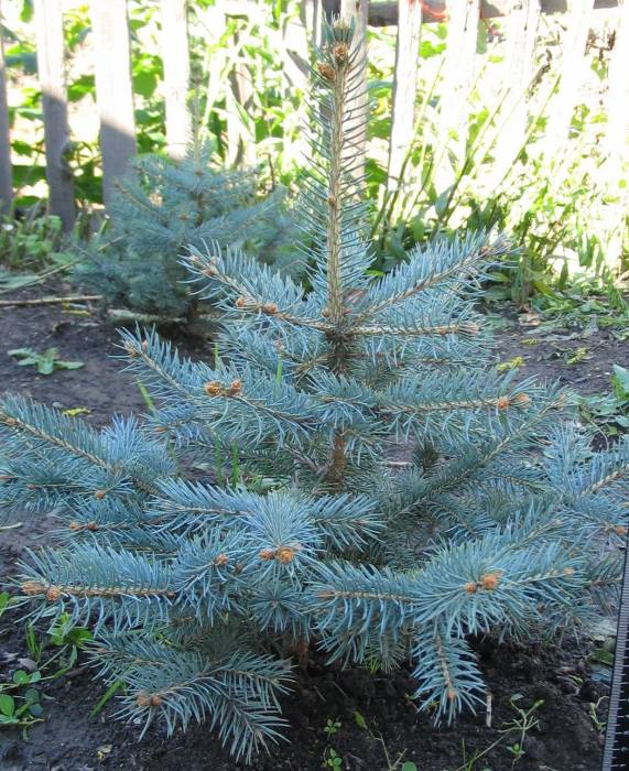 ОПТОВАЯ ПРОДАЖА САЖЕНЦЕВ ДЕРЕВЬЕВ!, фотография 6