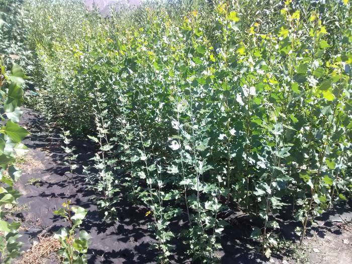 ОПТОВАЯ ПРОДАЖА САЖЕНЦЕВ ДЕРЕВЬЕВ!, фотография 7