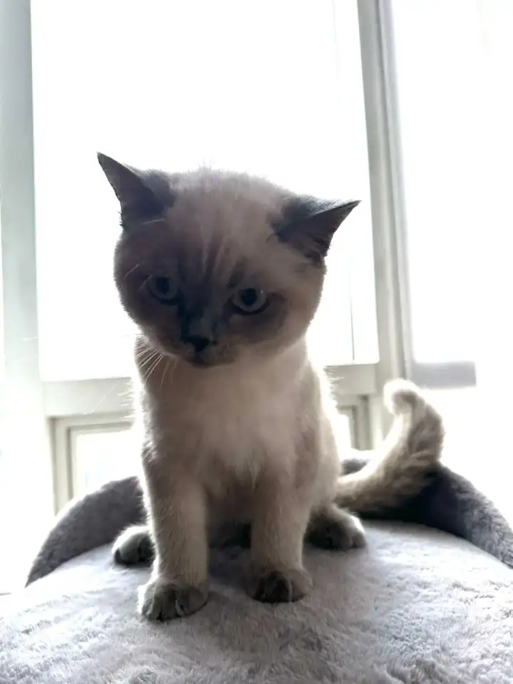 Продается кот, фотография 3