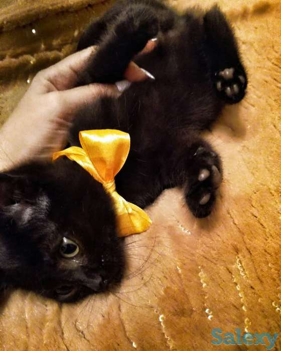 Котенок мальчик, фотография 1