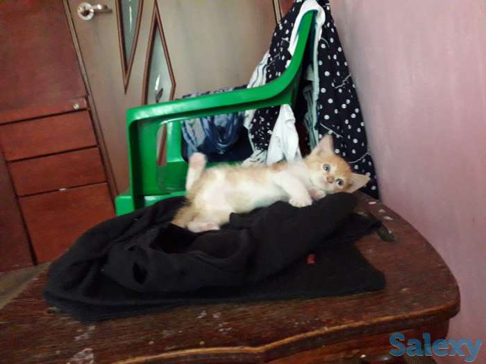 Отдам в добрые руки 1 месячного рыжего котёнка., фотография 3