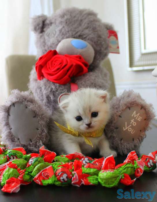 Шотландские шиншиллы, фотография 7