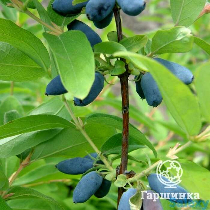 Жимолость Синяя птица, фотография 1