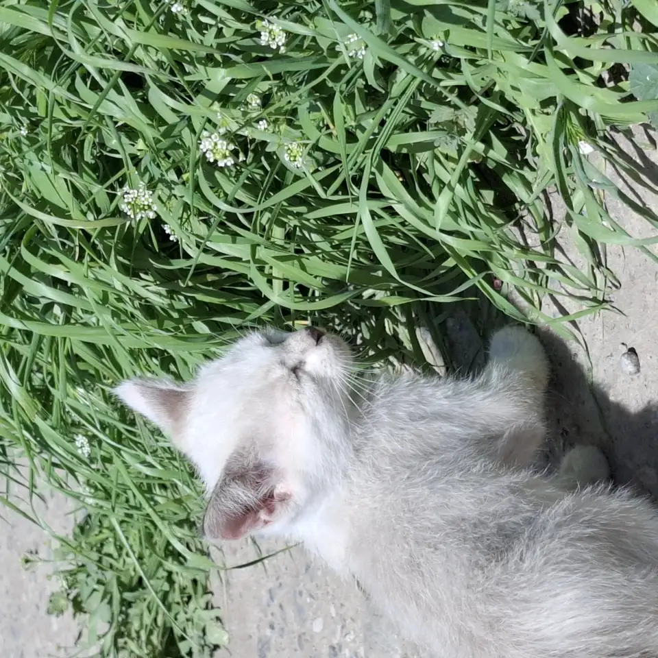 Отдадим котят в добрые руки, фотография 3