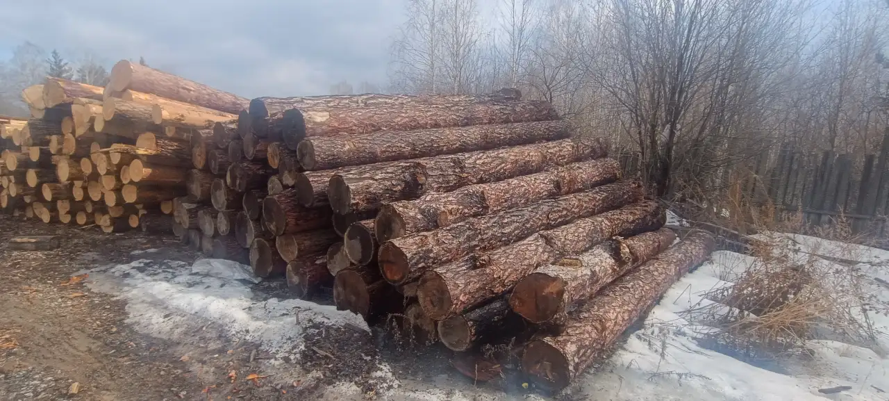 продажа лиственницы и сосны, фотография 4