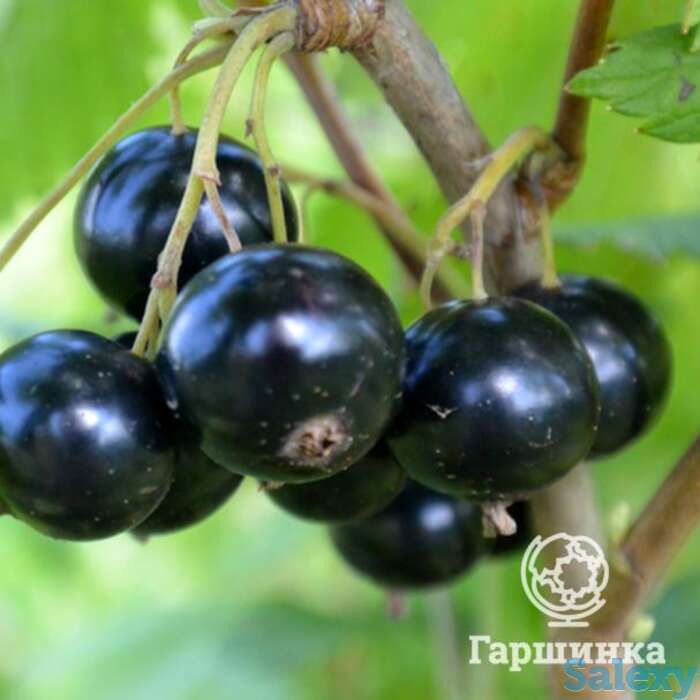 Смородина Селеченская-2 черная, фотография 1